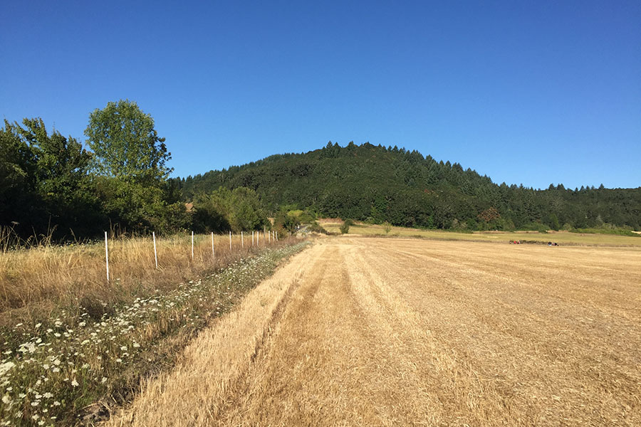Bald Hill Natural Area
